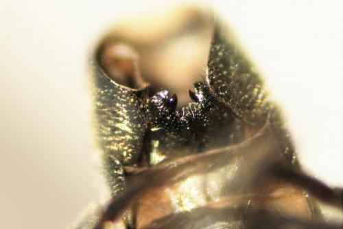 Réf. 196 975 : Eumerus ruficornis